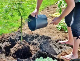 Une femme qui plante un arbre dans le sol et l'arrose