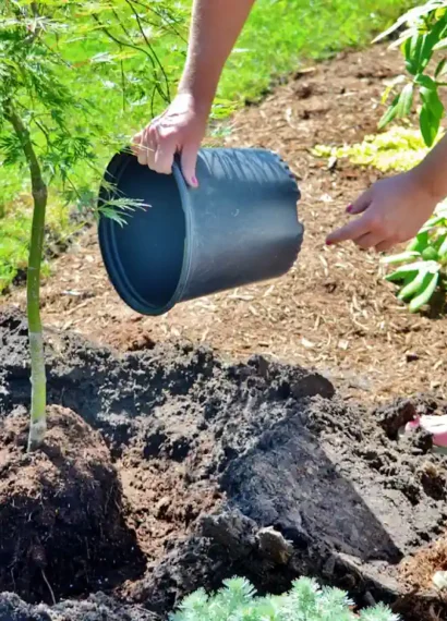 Une femme qui plante un arbre dans le sol et l'arrose