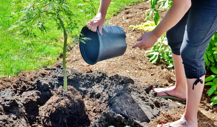 Une femme qui plante un arbre dans le sol et l'arrose