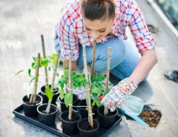 Une femme qui met ses plantes dans de petit pot sur un plateau