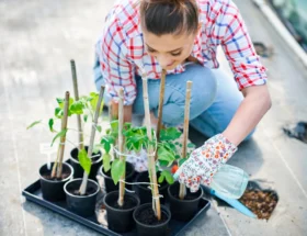 Une femme qui met ses plantes dans de petit pot sur un plateau