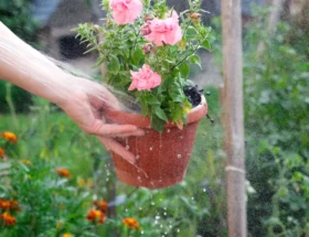 Une personne qui trompe un pot de fleur sous l'eau