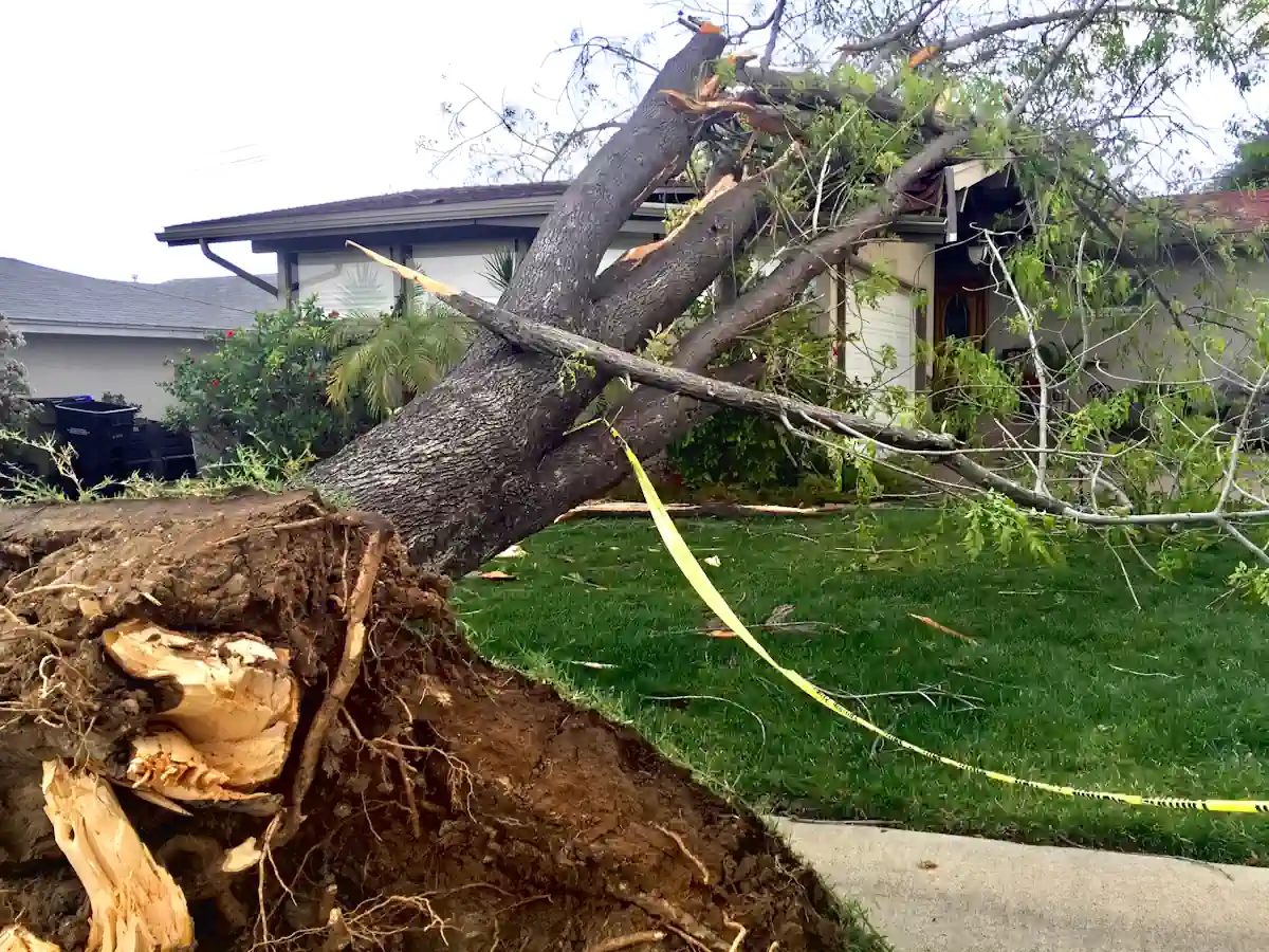 Un arbre qui a chuté sur une maison en laissant apparaître ses racines