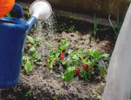 Une personne qui utilise un arrosoir en plastique pour arroser des plantes dans le sol