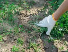 Un homme qui arrache un mauvais herbe