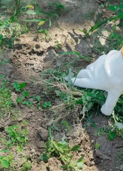 Un homme qui arrache un mauvais herbe