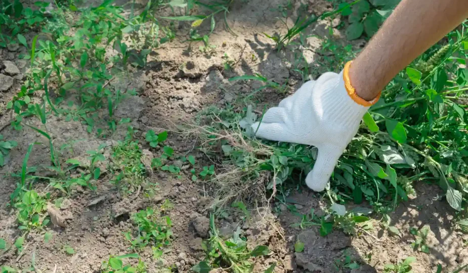 Un homme qui arrache un mauvais herbe
