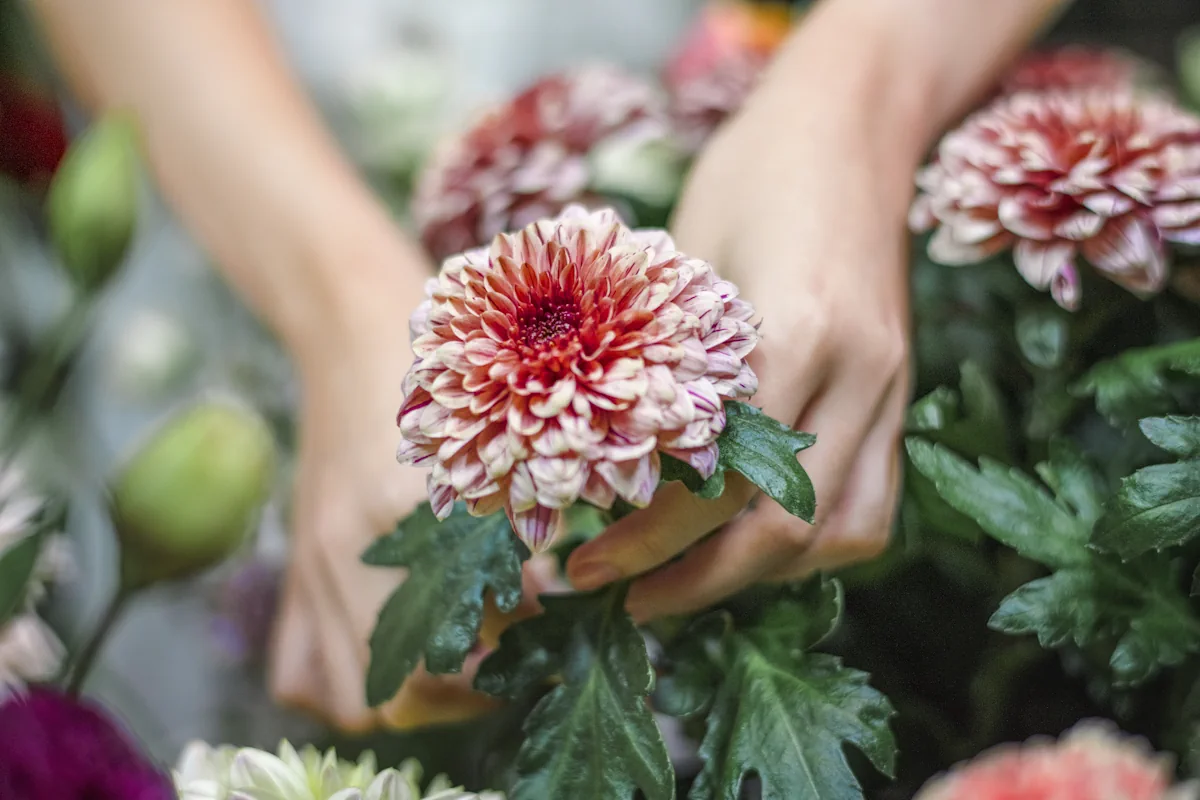 Une femme qui tient une  chrysanthèmes dans ses mains