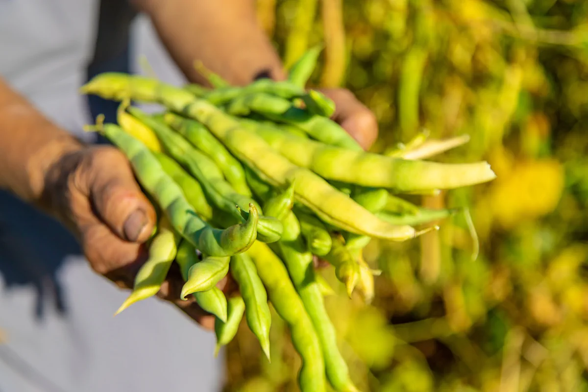 Une personne qui tient des haricots verts dans ses mains