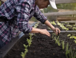 Un homme qui plante des légumes