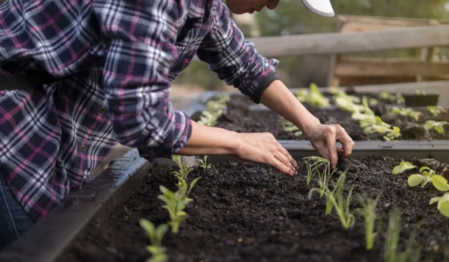 Un homme qui plante des légumes