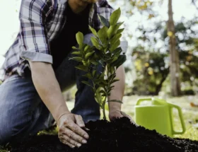 Une personne qui plante un arbre