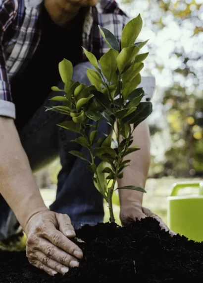 Une personne qui plante un arbre
