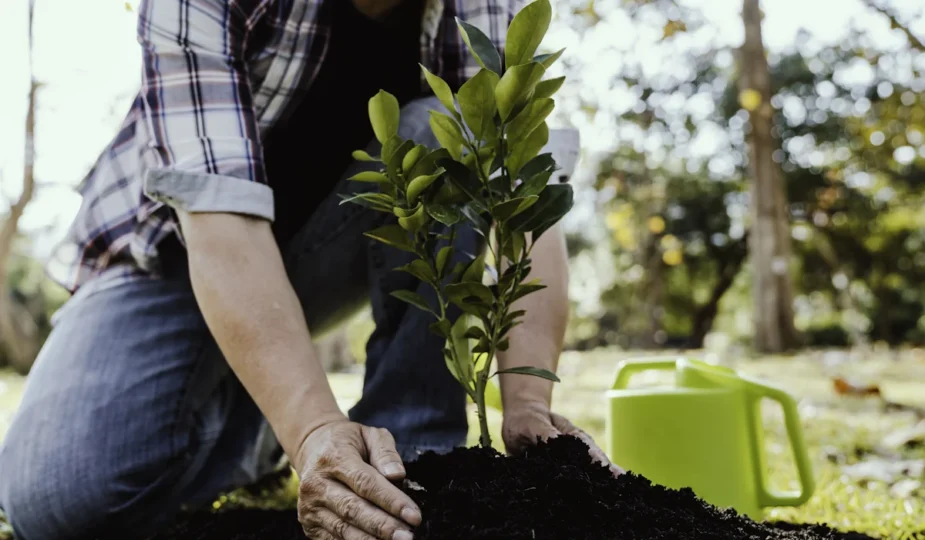 Une personne qui plante un arbre