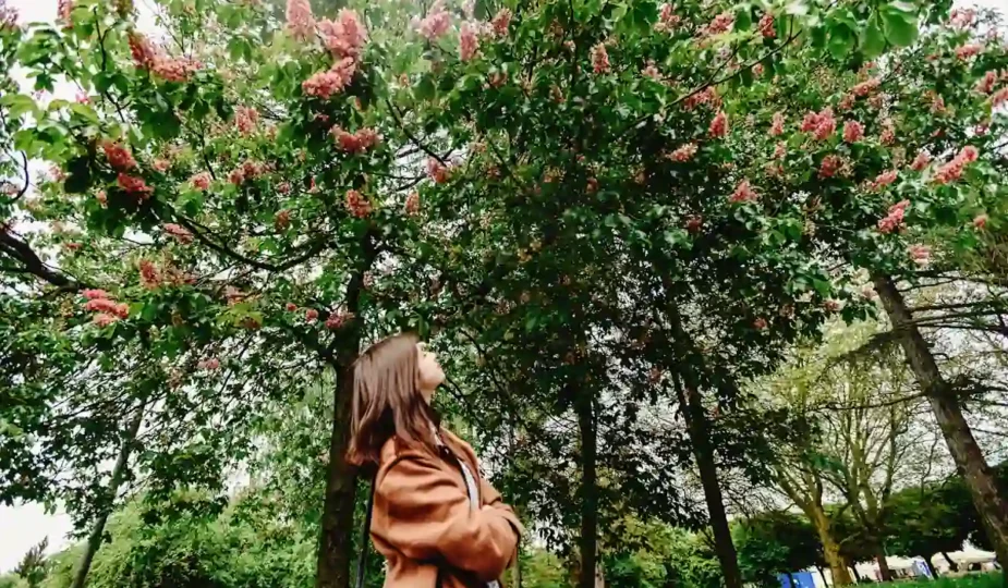 Une personne qui regarde un grand arbre dans un jardin