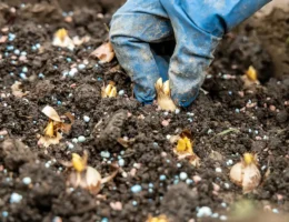 Une personne qui plante des planter des bulbes de printemps