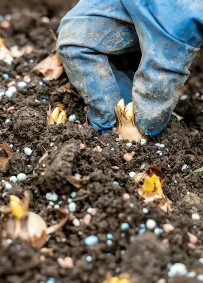 Une personne qui plante des planter des bulbes de printemps