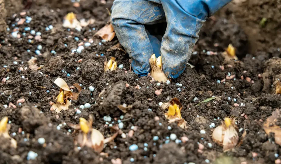 Une personne qui plante des planter des bulbes de printemps