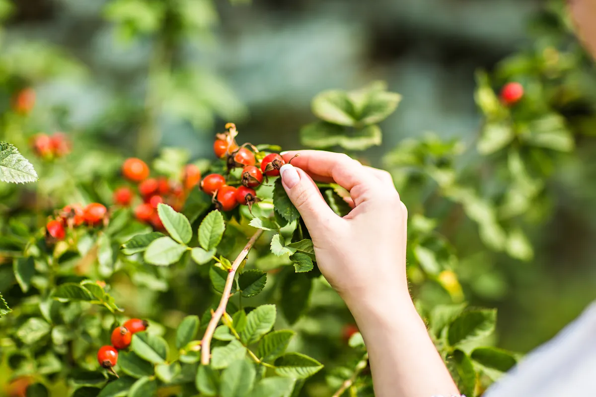 Une personne qui cueille des baies de pyracantha