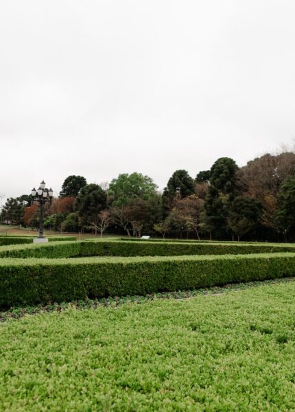 Lush green hedges create a maze in a picturesque outdoor park during early spring.