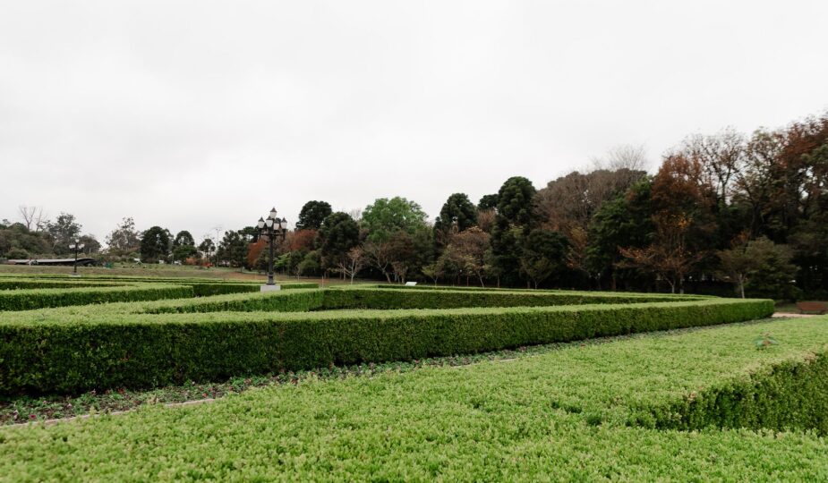 Lush green hedges create a maze in a picturesque outdoor park during early spring.