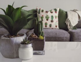 Modern living room featuring potted plants, cactus decor, and a cozy sofa.