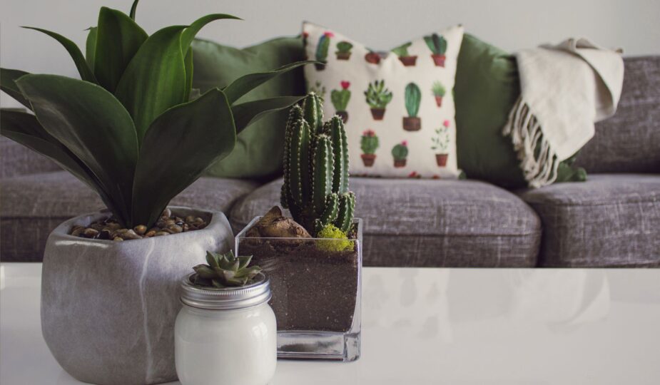 Modern living room featuring potted plants, cactus decor, and a cozy sofa.