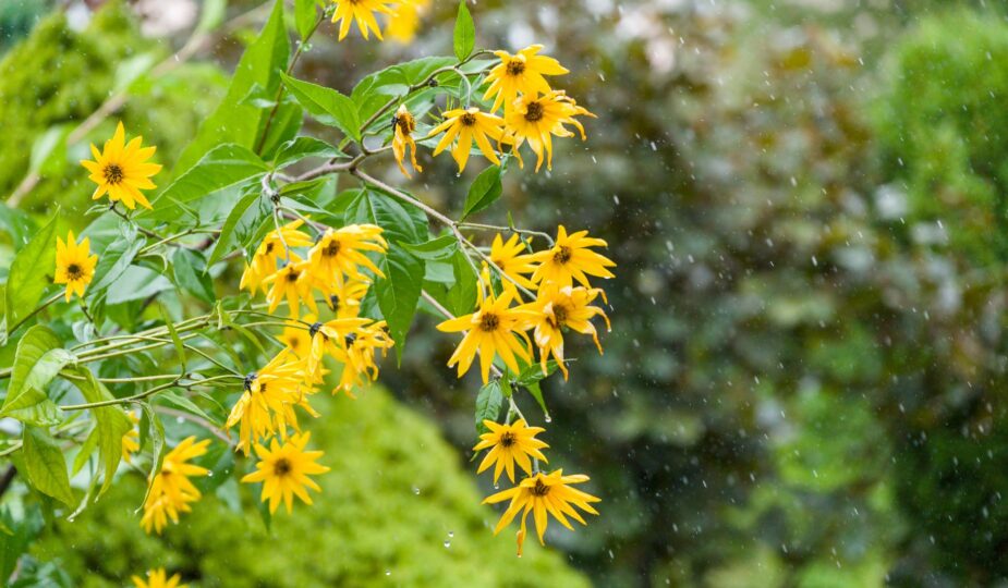 A vibrant image of yellow sunflowers in the rain, surrounded by lush green foliage.
