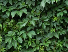 A lush wall of dense ivy leaves showcasing rich greenery and natural texture.