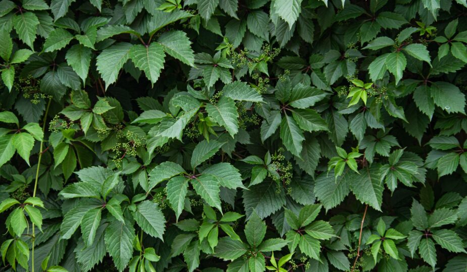 A lush wall of dense ivy leaves showcasing rich greenery and natural texture.