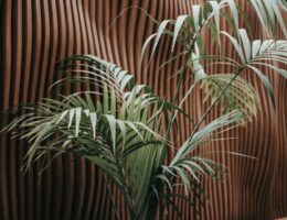 Stylish modern interior featuring a Howea palm against a textured wooden wall.