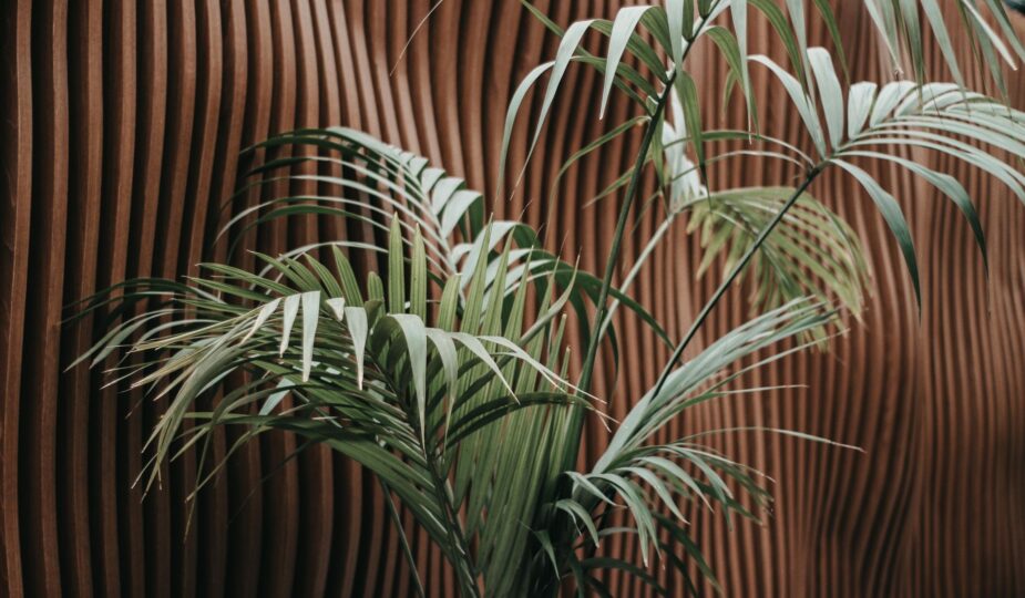Stylish modern interior featuring a Howea palm against a textured wooden wall.